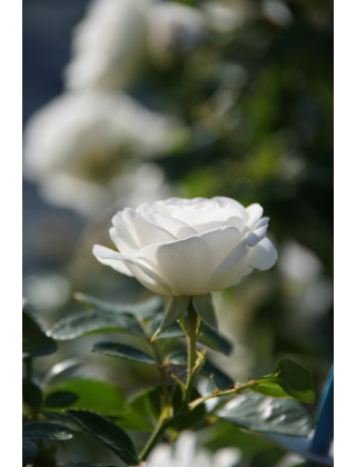Rosier Terre des Roses® - Carole De Carolis® - ©Roses Guillot®