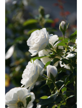 Rosier Terre des Roses® - Carole De Carolis® - ©Roses Guillot®