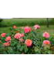 Rosier Guillot® Générosa® -  Emilien Guillot® - ©Roses Guillot®