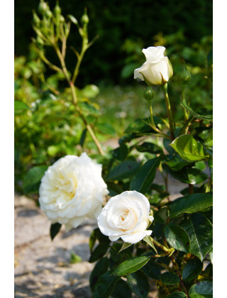 Rosier Terre des Roses® - Fabulous!® - ©Roses Guillot®