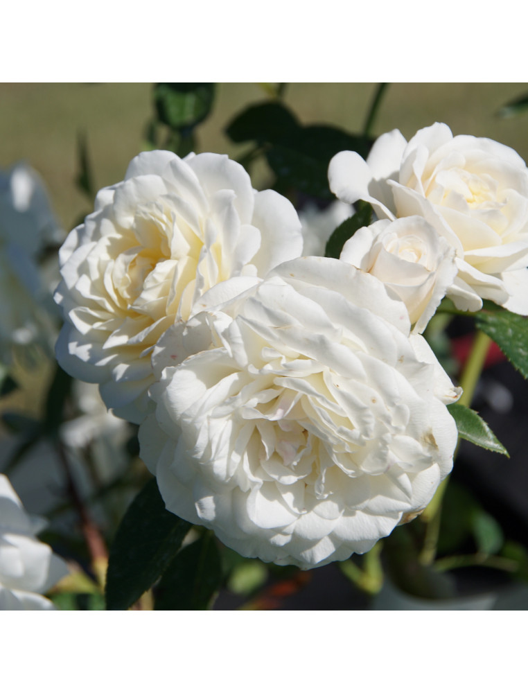Rosier Terre des Roses® - Fabulous!® - ©Roses Guillot®