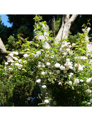 Rosier Liane ancien - Félicité Perpétue - ©Roses Guillot®