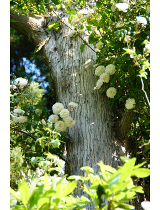 Rosier Liane ancien - Félicité Perpétue - ©Roses Guillot®