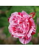 Rosier ancien - Ferdinand Pichard