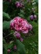 Rosier ancien - Ferdinand Pichard
