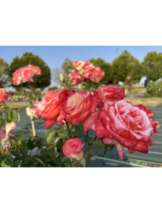 Rosier Hybrides de Thé Guillot® - Gemini® - ©Roses Guillot®