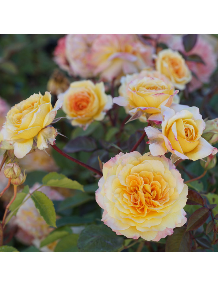 Rosier Générosa® - Georges Denjean® - ©Roses Guillot® Rosier Générosa® - Georges Denjean® - ©Roses Guillot®