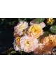 Rosier Générosa® - Georges Denjean® - ©Roses Guillot®