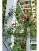 Guirlande Fleurie - Rosier Liane - Roses Guillot®