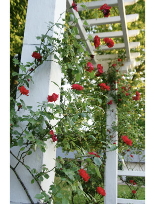 Guirlande Fleurie - Rosier Liane - Roses Guillot®