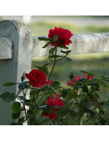 Rosier Grimpant Guillot® - High Society - ©Roses Guillot®