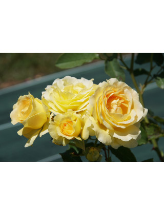 Rosier Terre des Roses® - Honey Bouquet® - ©Roses Guillot®