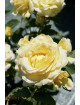 Rosier Terre de Roses® - Honey Bouquet® - ©Roses Guillot®