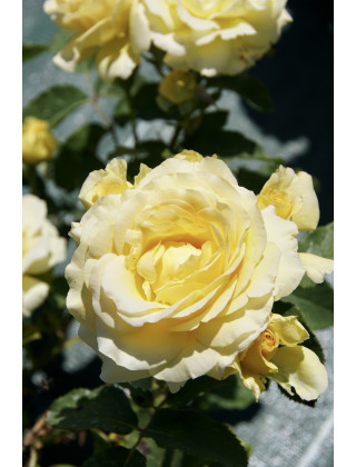 Rosier Terre des Roses® - Honey Bouquet® - ©Roses Guillot®