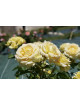 Rosier Terre des Roses® - Honey Bouquet® - ©Roses Guillot®