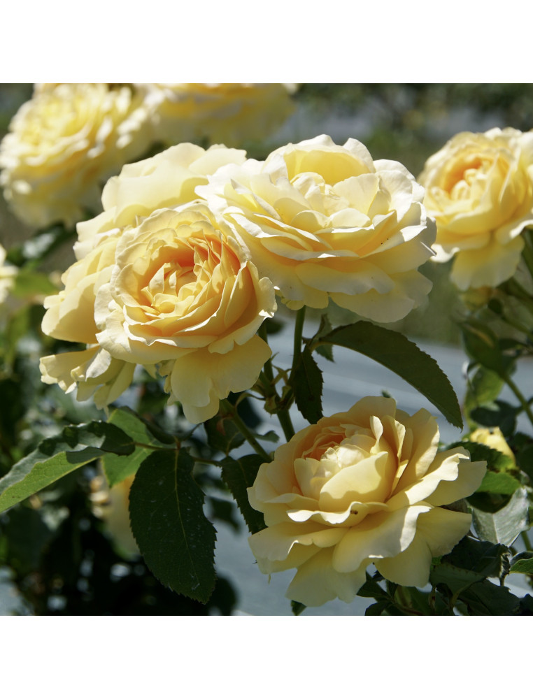 Rosa floribundaArthur Bell Rosiers arbuste Fleurs jaunes Hauteur 22cm 