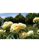 Rosier Terre de Roses® - Honey Bouquet® - ©Roses Guillot®