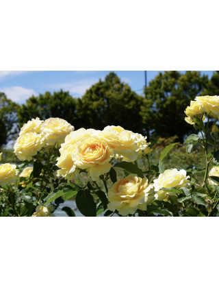 Rosier Terre des Roses® - Honey Bouquet® - ©Roses Guillot®