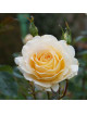 Rosiers Générosa® - Ingrid Bétancourt® - ©Roses Guillot®