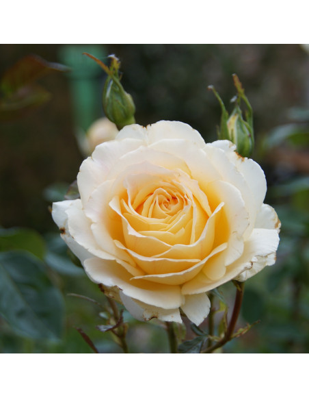 Rosiers Générosa® - Ingrid Bétancourt® - ©Roses Guillot®