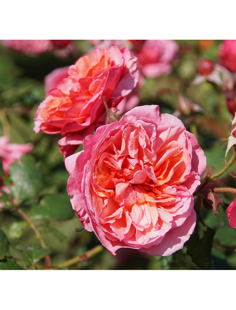 Rosier Générosa® - Ladurée® - ©Roses Guillot® Rosier Générosa® - Ladurée® - ©Roses Guillot®