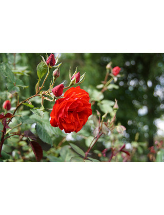 Rosier Terre des Roses® - Laure Charton® - ©Roses Guillot®