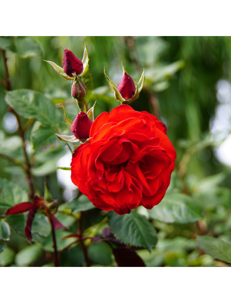 Rosier Terre des Roses® - Laure Charton® - ©Roses Guillot®