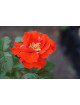 Rosier Terre des Roses® - Laure Charton® - ©Roses Guillot®