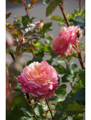 Hybrides de Thé Guillot® - Laurent Voulzy® - ©Roses Guillot®