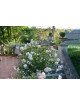 Rosier miniature ancien - Little White Pet - ©Roses Guillot®