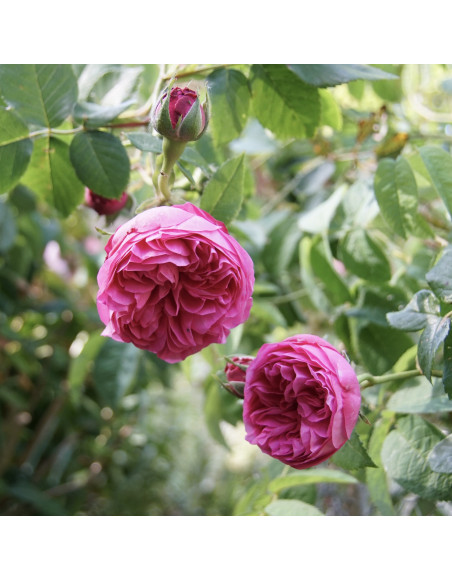 Rosier ancien - Louise Odier - ©Roses Guillot®