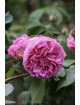 Rosier ancien - Louise Odier - ©Roses Guillot®