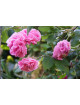 Rosier ancien - Louise Odier - ©Roses Guillot®