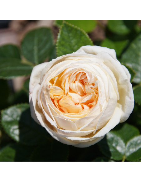 Terre des Roses® - Madeleine Fayet® - ©Roses Guillot®