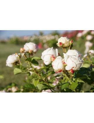 Terre des Roses® - Madeleine Fayet® - ©Roses Guillot®