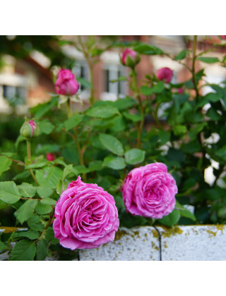 Rosier grimpant ancien - Mme Isaac Péreire - ©Roses Guillot®