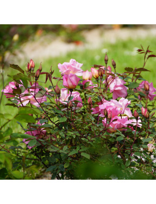 Rosier ancien Guillot® - Mme Laurette Messimy - ©Roses Guillot®