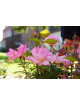 Rosier ancien Guillot® - Mme Laurette Messimy - ©Roses Guillot®