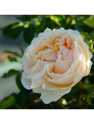 Rosier Générosa® - Odile Masquelier - ©Roses Guillot®