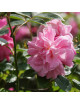 Rosier ancien - Old Blush - ©Roses Guillot®