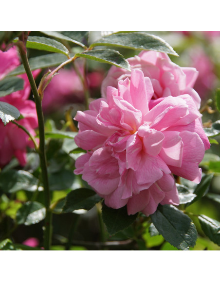 Rosier ancien - Old Blush - ©Roses Guillot®