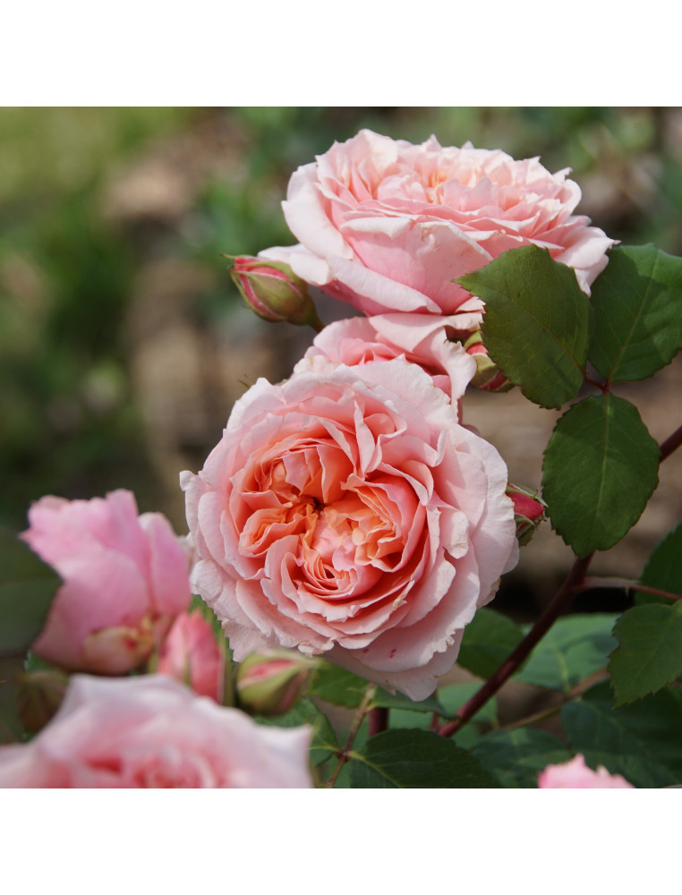 Rosier Générosa® - Paul Bocuse - ©Roses Guillot®