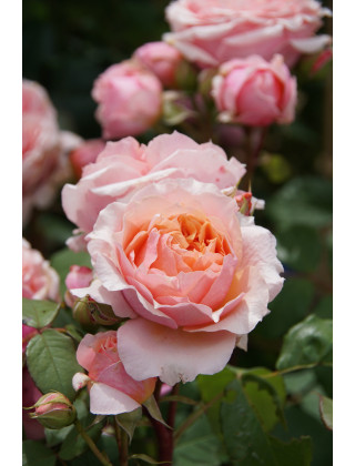 Rosier Générosa® - Paul Bocuse - ©Roses Guillot®