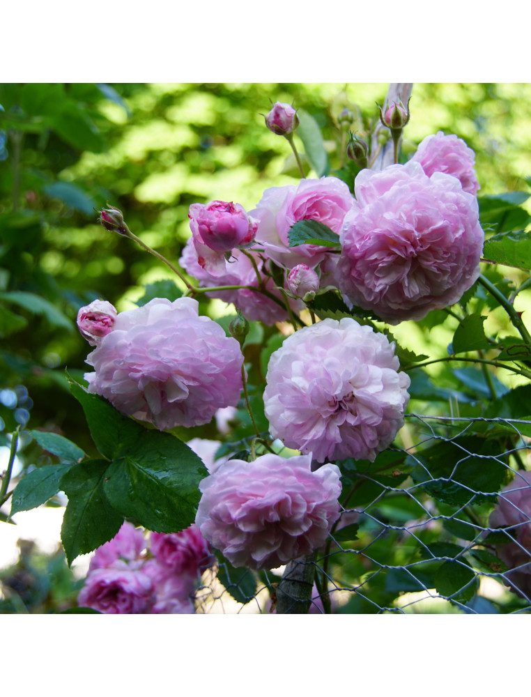 Rosier ancien - Pink Prosperity - ©Roses Guillot®