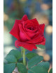 Hybrides de Thé Guillot® - Proud Land - ©Roses Guillot®