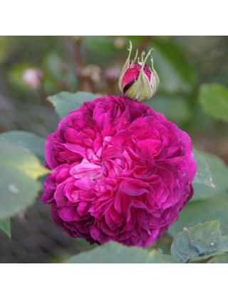 Rosier ancien - Reine des Violettes - ©Roses Guillot®