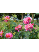 Rosier Générosa® - Reine Sammut - ©Roses Guillot®