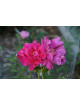 Rose de Provins - Rosa Gallica Officinalis - ©Roses Guillot® 