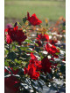 Rosier Terre de Roses® - Rouge de Chamagnieu - ©Roses Guillot®