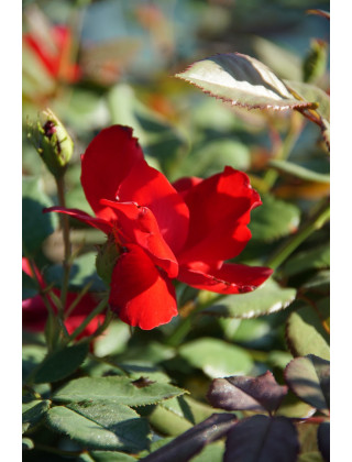 Rosier Terre des Roses® - Rouge de Chamagnieu - ©Roses Guillot®